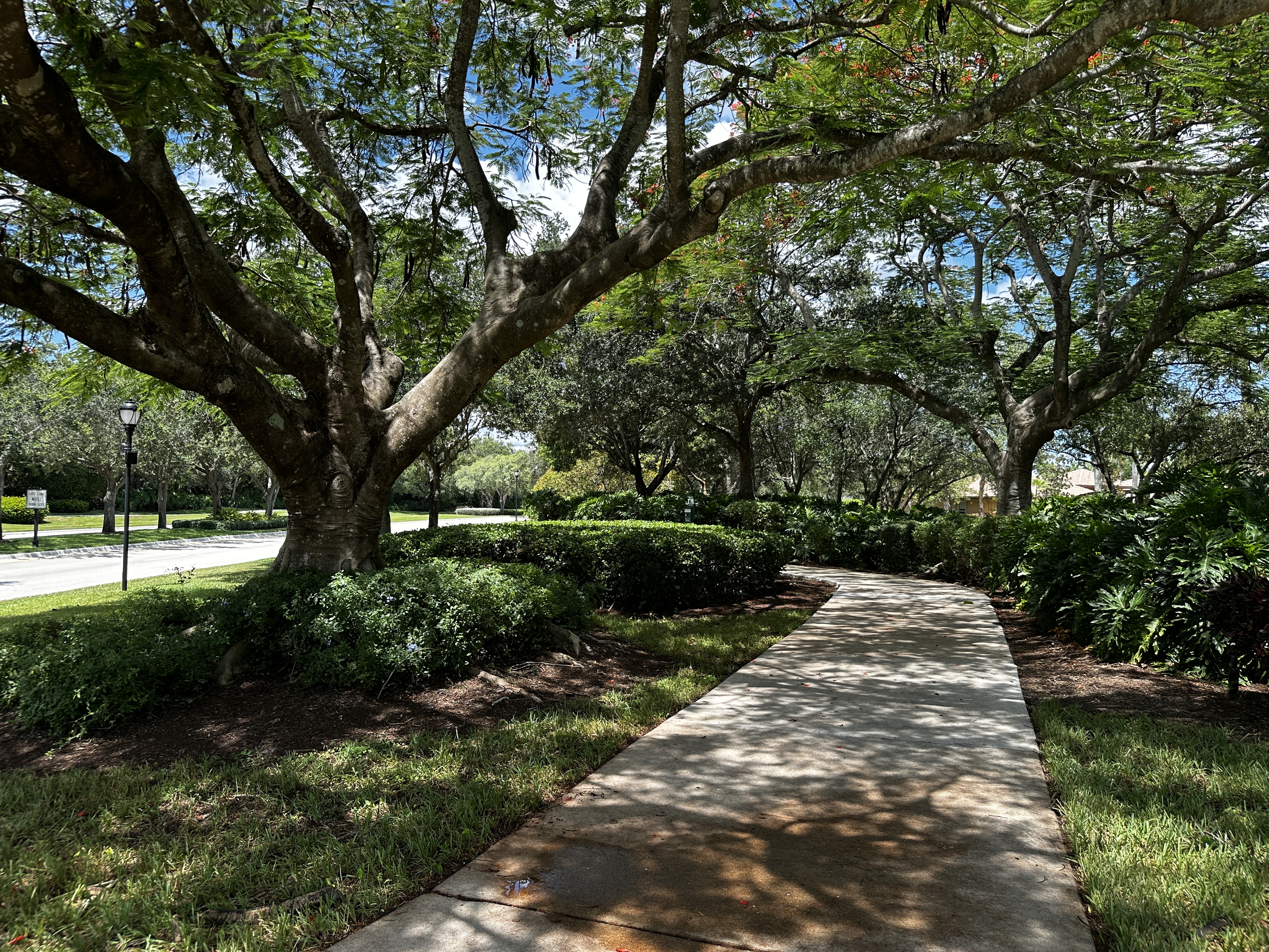 Tree-lined sidewalk for morning walks in Heron Bay, Coral Springs, Florida