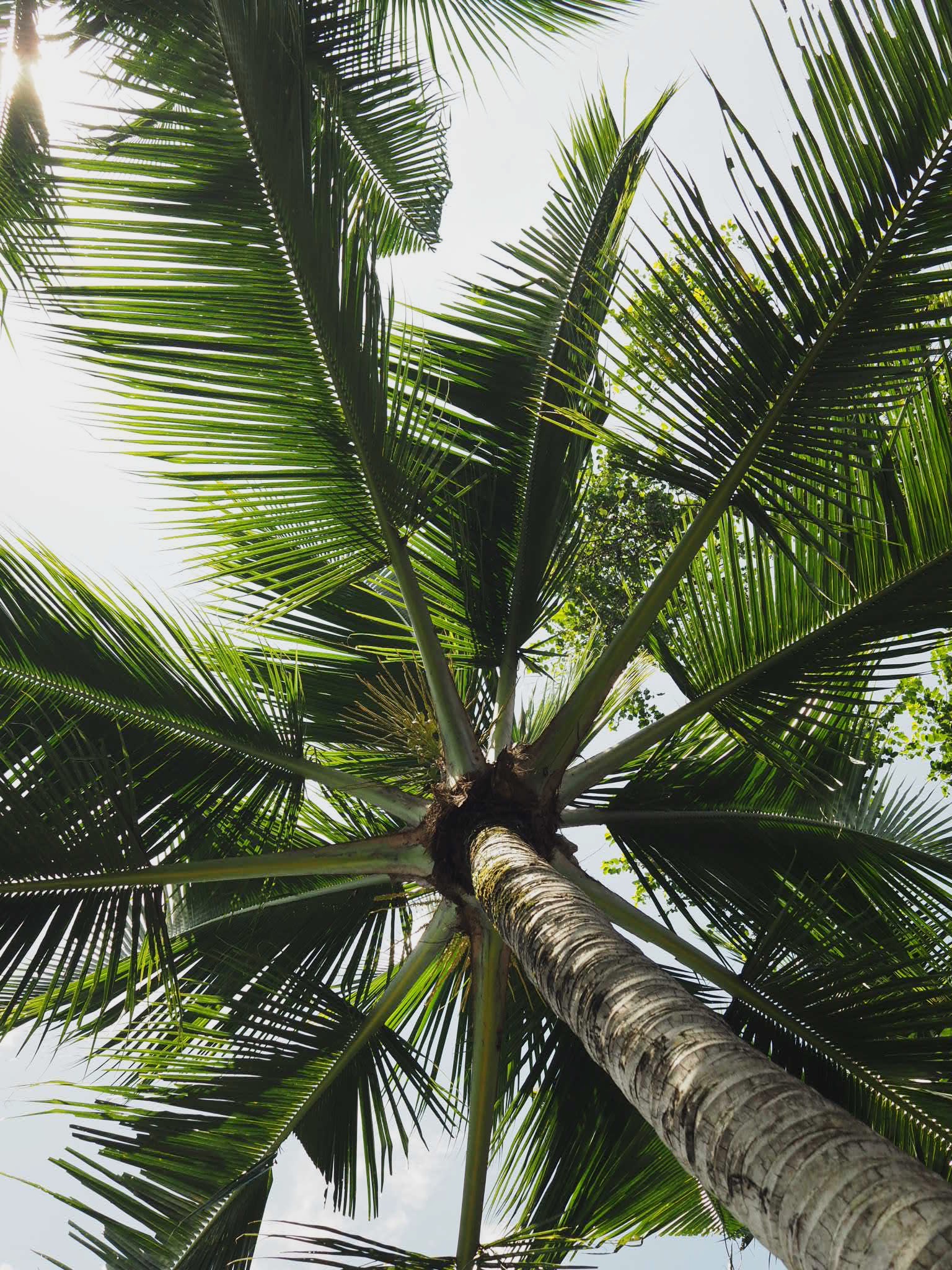Palm trees and coastal setting in Charleston, South Carolina
