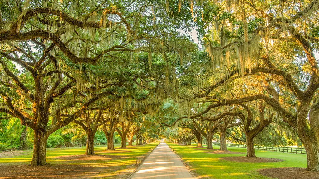 Boone Hall Plantation Avenue of Oaks in Mount Pleasant