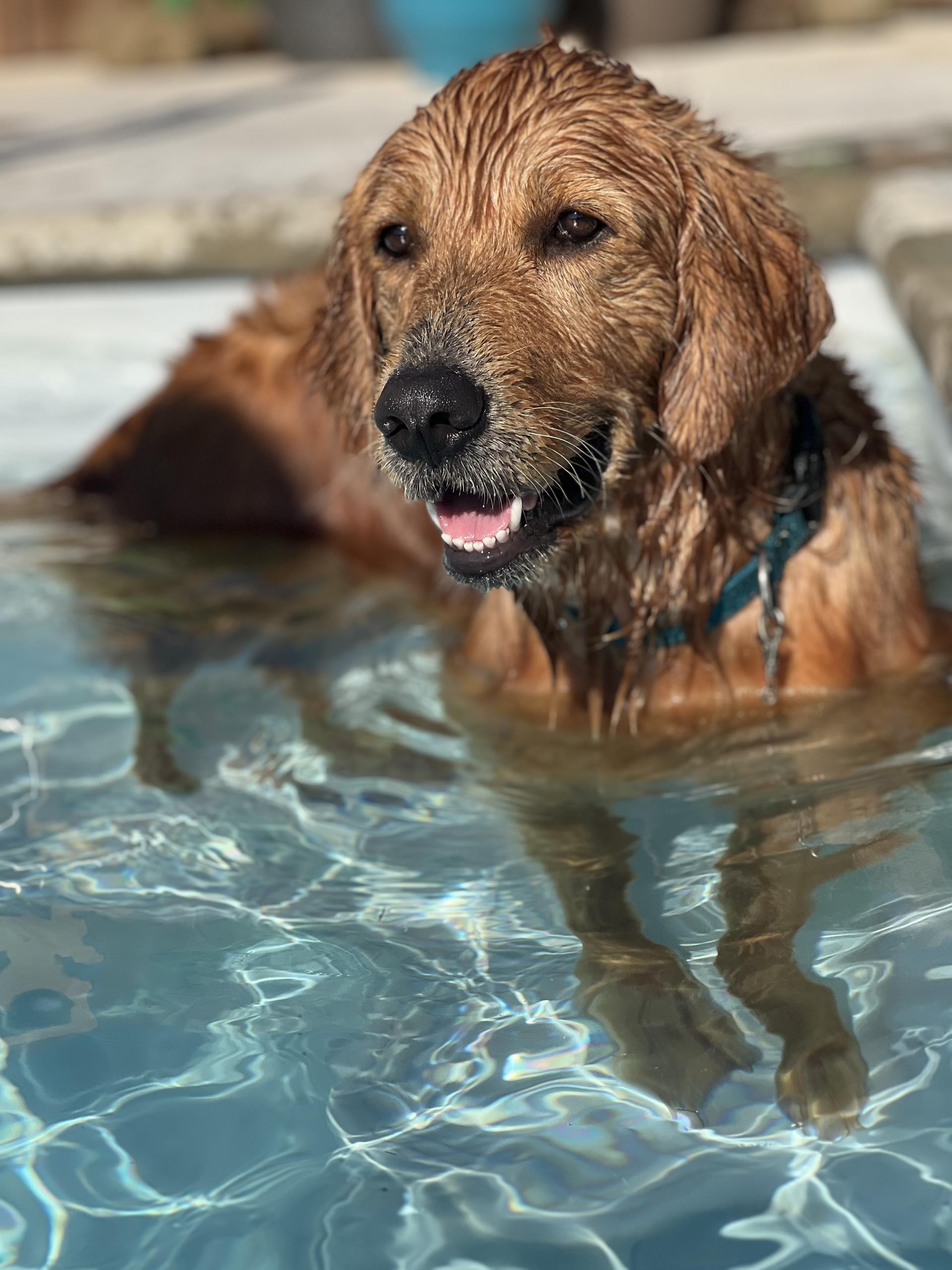 Dogs enjoying Splash Island Waterpark in Mount Pleasant