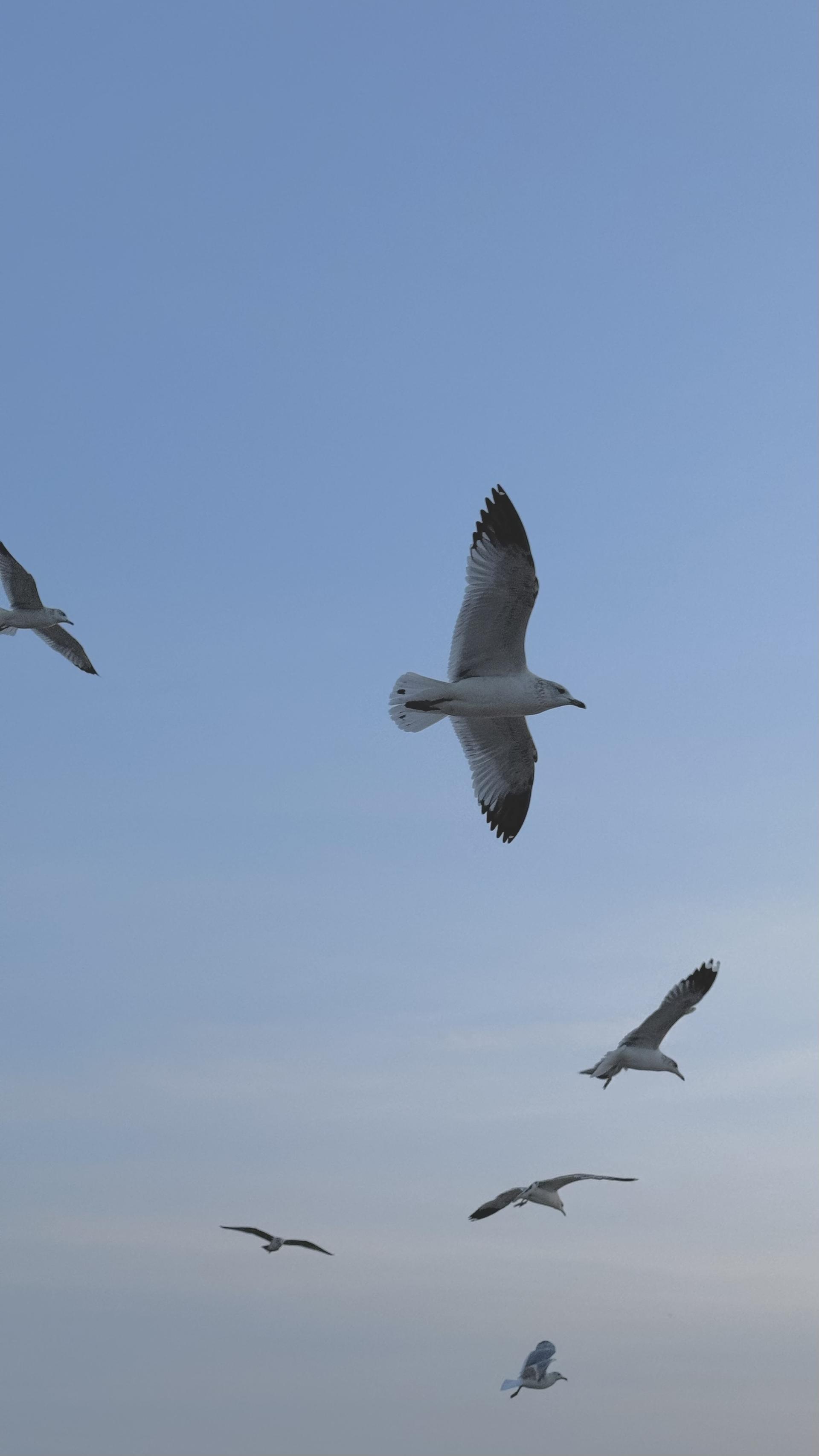 Birds flying over the coast near Sullivan's Island, South Carolina