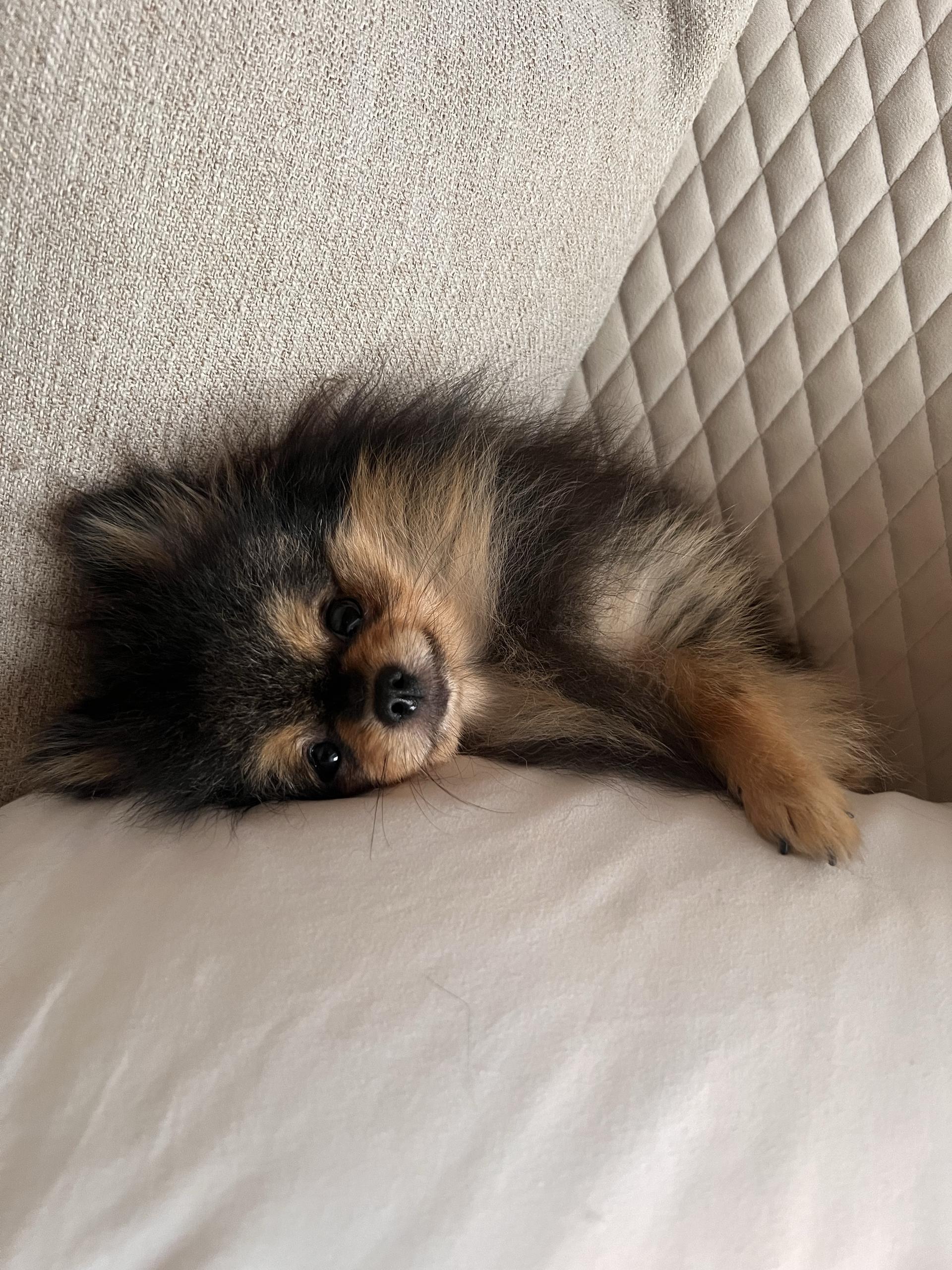 Pet Services + Care in Mount Pleasant